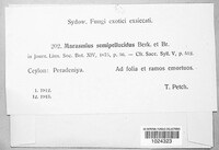 Marasmius semipellucidus image
